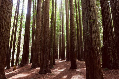 Private Yarra Valley & Dandenong Ranges Hiking Tour From Melbourne - eAccommodation 3