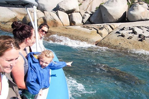 Seal Island Boat Tour From Victor Harbor - eAccommodation 4