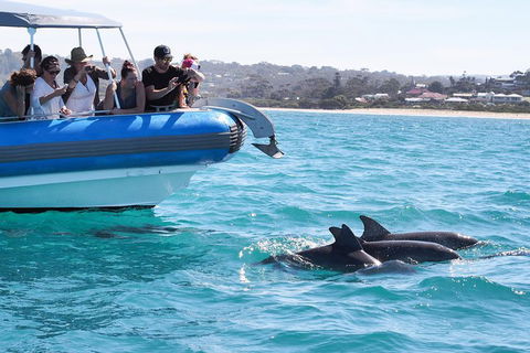 Seal Island Boat Tour From Victor Harbor - eAccommodation 5