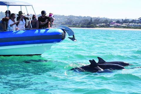 Southern Ocean Adventure From Victor Harbor - eAccommodation 2