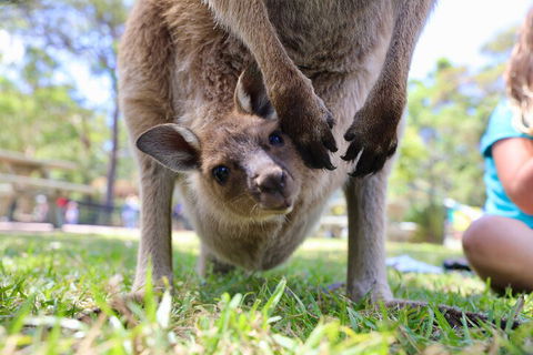 Luxury Hunter Valley Wildlife, Wine & Vodka Tasting Tour From Sydney - eAccommodation 3