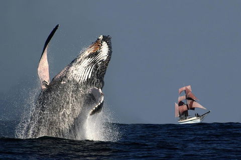 Sydney Harbour Tall Ship Whale & Sail - Whale Watching Cruise - eAccommodation 0