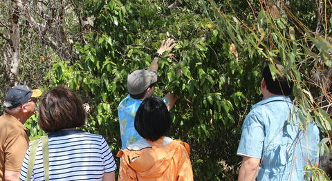 Magnetic Island Tour: Maggie Comprehensive - eAccommodation 4
