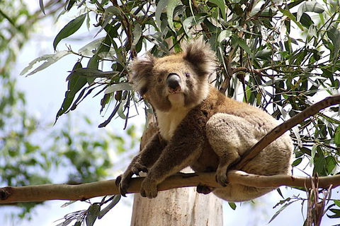 Melbourne Super Saver: Great Ocean Road + Wilsons Promontory + Attraction Pass - eAccommodation 3
