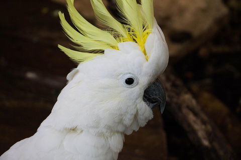 Cairns ZOOM And Wildlife Dome - eAccommodation 2