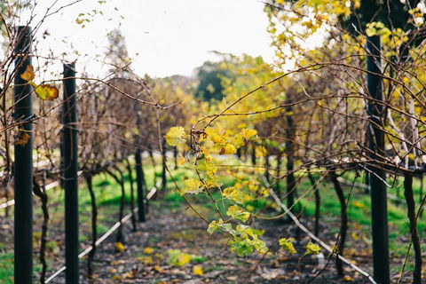 Australian Wine Discovery Tour Ticket - eAccommodation 4