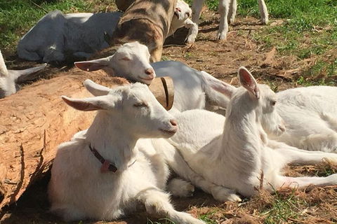 Mornington Peninsula Winery Tours With Cheese, Chocolate Tastings From Melbourne - eAccommodation 0