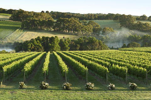 Mornington Peninsula Winery Tours With Cheese, Chocolate Tastings From Melbourne - eAccommodation 4