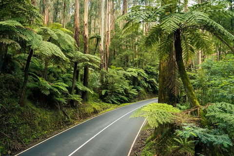 Melbourne Snow Trip To Lake Mountain With Chocolates Visit To A Waterfall - eAccommodation 2