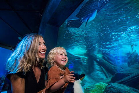 SEA LIFE Sunshine Coast Aquarium Entrance Ticket - eAccommodation 0