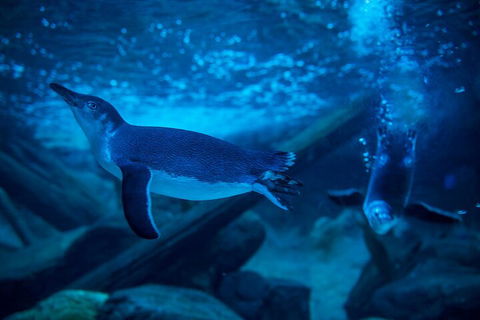SEA LIFE Sunshine Coast Aquarium Entrance Ticket - eAccommodation 1