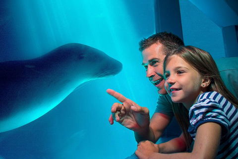 SEA LIFE Sunshine Coast Aquarium Entrance Ticket - eAccommodation 2