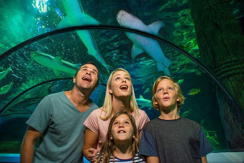 SEA LIFE Sunshine Coast Aquarium Entrance Ticket - eAccommodation 3