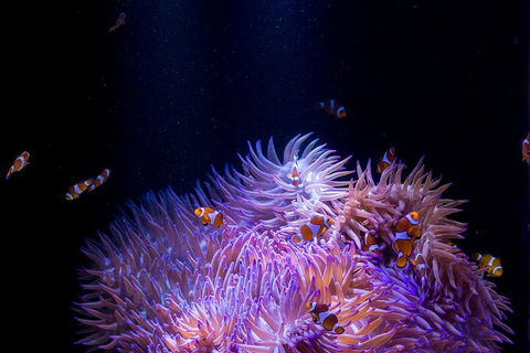 SEA LIFE Sunshine Coast Aquarium Entrance Ticket - eAccommodation 4