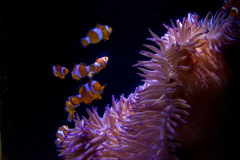 SEA LIFE Sunshine Coast Aquarium Entrance Ticket - eAccommodation 5
