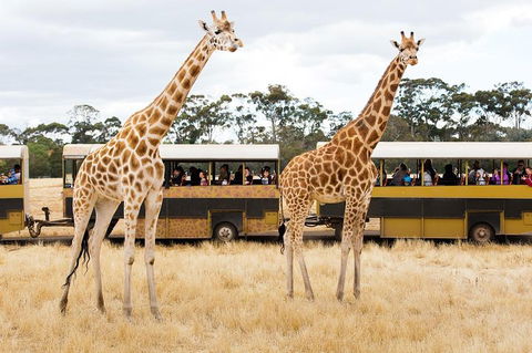 Werribee Open Range Zoo General Admission Ticket - eAccommodation 2