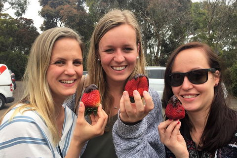 Mornington Peninsula Farm Produce Wine And Cider Tour - eAccommodation 4