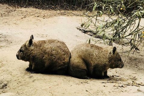 Phillip Island Penguin Parade, Brighton Bathing Boxes And Wildlife Park Tour - eAccommodation 0