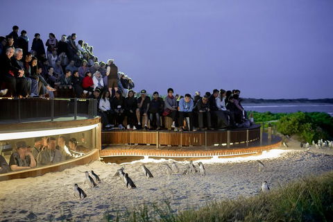 Phillip Island Penguin Parade, Brighton Bathing Boxes And Wildlife Park Tour - eAccommodation 2