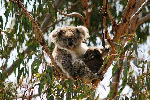 Phillip Island Penguin Parade, Brighton Bathing Boxes And Wildlife Park Tour - eAccommodation 4