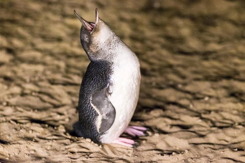 Phillip Island Penguin Parade, Brighton Bathing Boxes And Wildlife Park Tour - eAccommodation 5