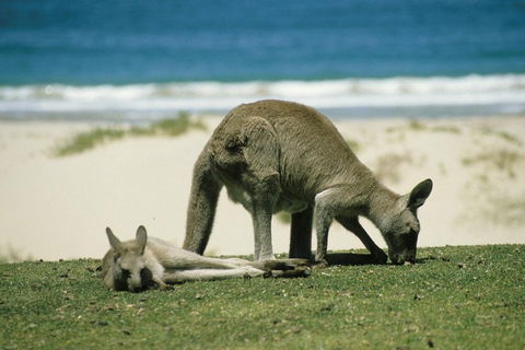 Great Ocean Road Highlights Tour - 2 Days, 1 Night - eAccommodation 2