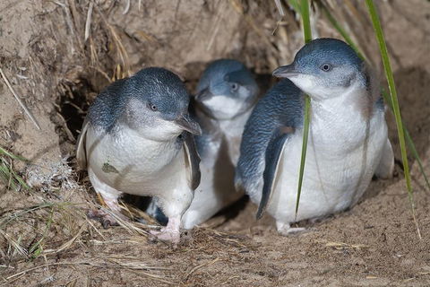 Great Ocean Road & Phillip Island - 3 Days, 2 Nights - eAccommodation 2