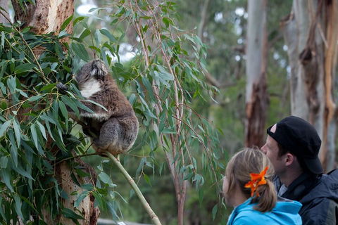 Great Ocean Road & Phillip Island - 3 Days, 2 Nights - eAccommodation 4