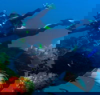 Scuba Dive the S.S. Yongala Wreck on the Great Barrier Reef. - eAccommodation